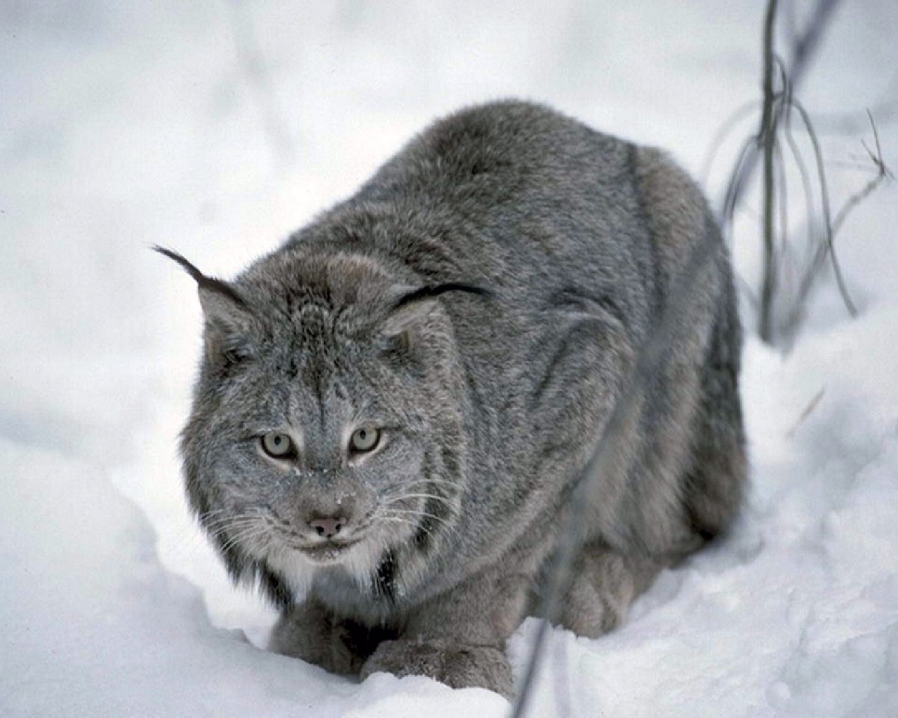 Белый дикий кот