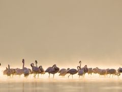 Tapeta mac-os-x-flamingos.jpg