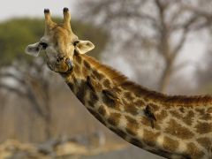 Tapeta nosey-giraffe.jpg