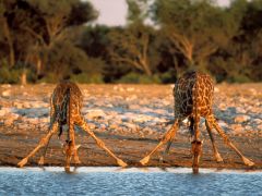 Tapeta thirsty-giraffes.jpg