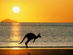 Tapeta joey-the-kangaroo.jpg