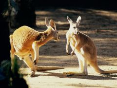 Tapeta kangaroo.jpg