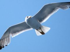 Tapeta seagull-flying.jpg