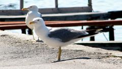 Tapeta seagulls-in-the-port.jpg