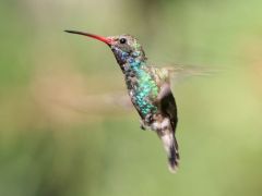 Tapeta beautiful-hummingbird.jpg