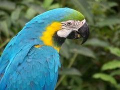 Tapeta blue-macaw-parrot.jpg