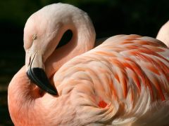 Tapeta chilean-flamingo.jpg