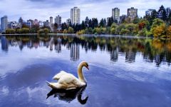 Tapeta city-lake-swan.jpg