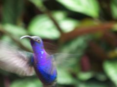 Tapeta colorful-hummingbird.jpg