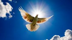 Tapeta dove-and-the-sun.jpg