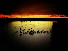Tapeta ducks-in-sunset.jpg