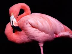 Tapeta flamingo-posing.jpg