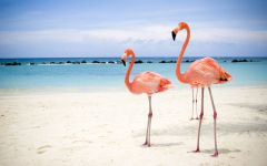 Tapeta flamingos-on-beach-2.jpg