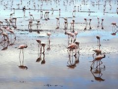 Tapeta flamingos-on-beach.jpg