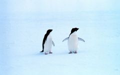 Tapeta lonely-penguins.jpg