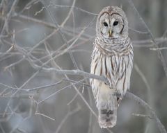 Tapeta owl-in-a-tree.jpg