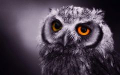 Tapeta owl.jpg