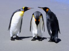 Tapeta penguins-meeting.jpg