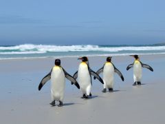 Tapeta penguins-on-the-beach.jpg