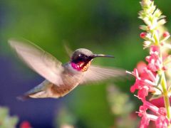 Tapeta pink-hummingbird.jpg