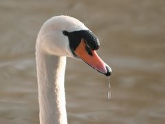 Tapeta swan-on-water.jpg