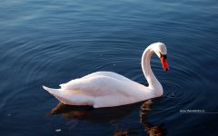 Tapeta swan.jpg