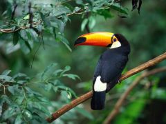 Tapeta toco-toucan.jpg