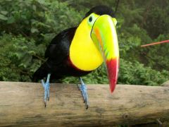 Tapeta toucan.jpg