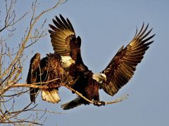 Tapeta two-bald-eagles.jpg
