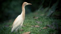Tapeta white-heron.jpg