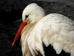 Tapeta white-stork.jpg